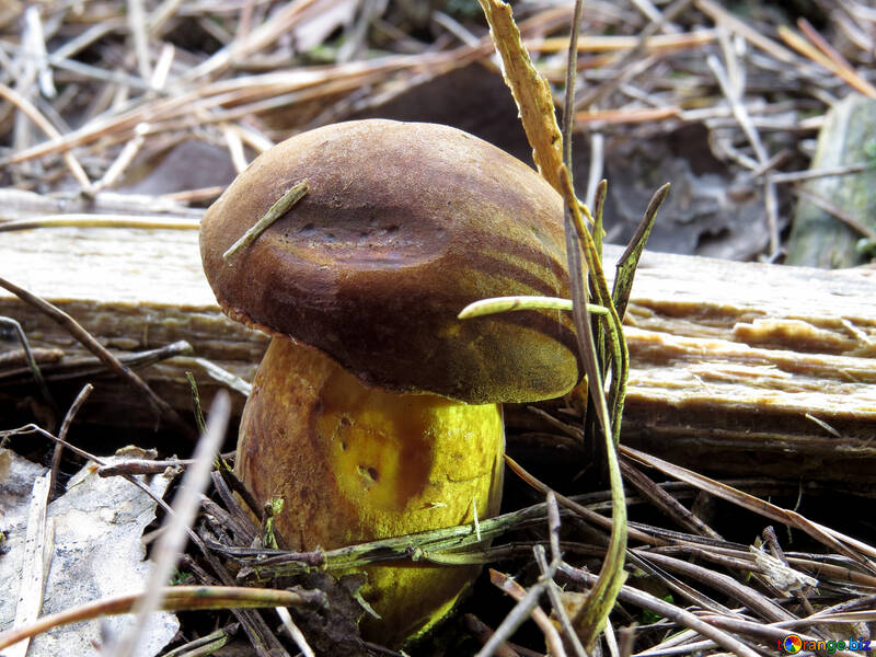 Polish mushroom №28371