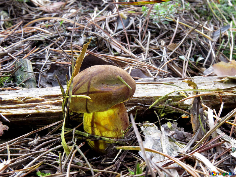Polish mushroom №28372