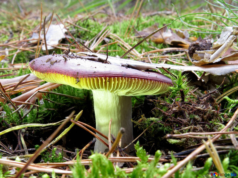 Mushroom Russula №28366