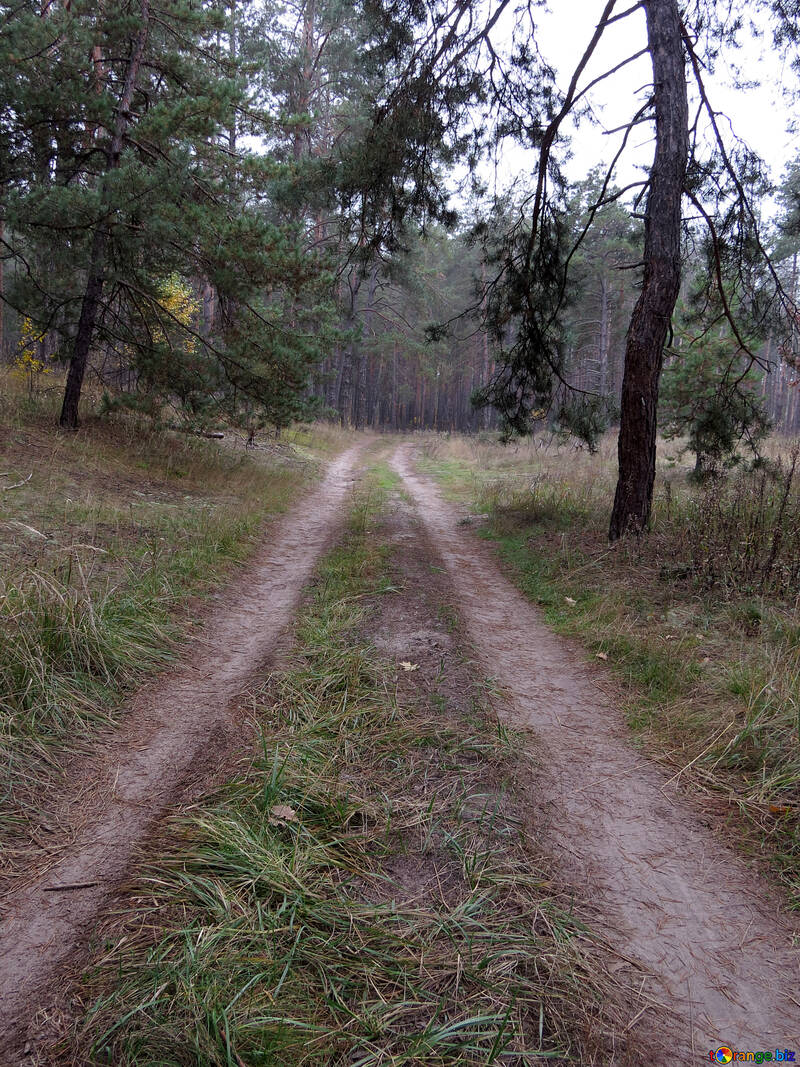 Route forestière №28344