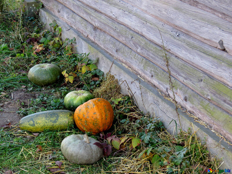 Pumpkin under the fence №28498
