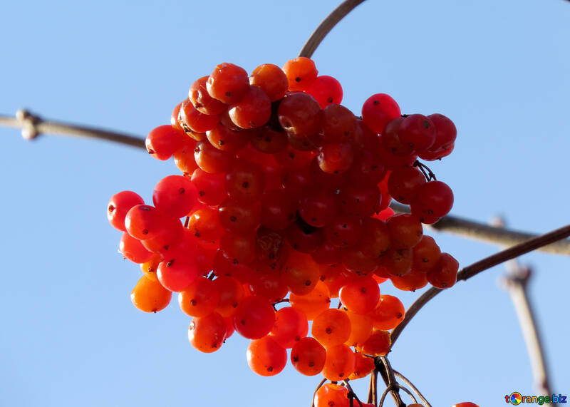 Viburnum berries №28782