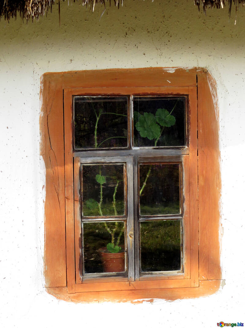 Geraniums on the window №28715