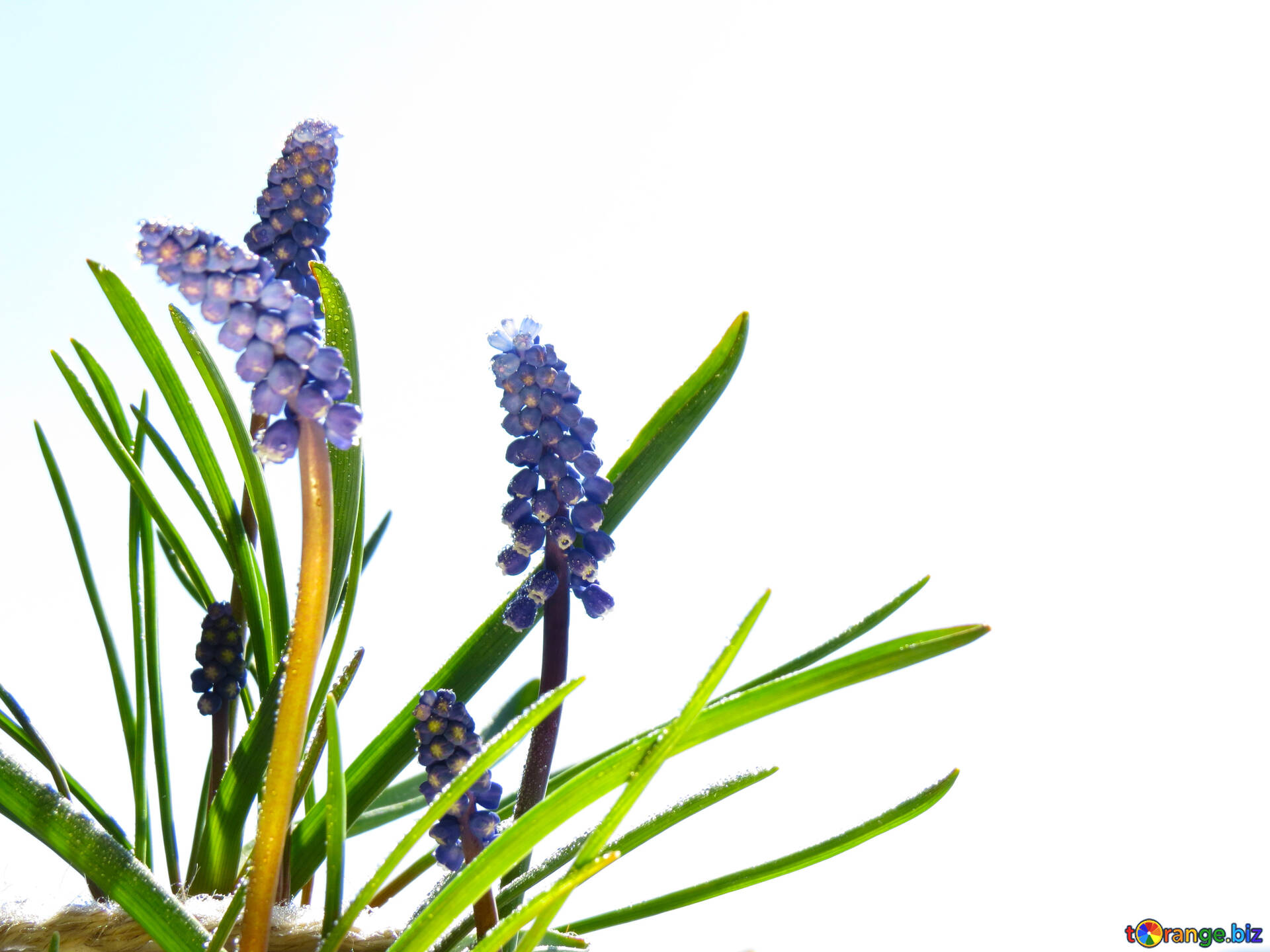 春の花を単離し 無料の写真 白い背景の春の花 無料の写真 デスクトップの壁紙 Torange Biz