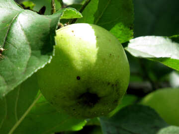 Зелене яблуко №29046