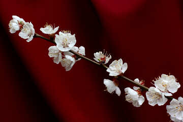 Sprig of flowering apricot