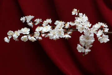 Ramita de floración albaricoque №29876