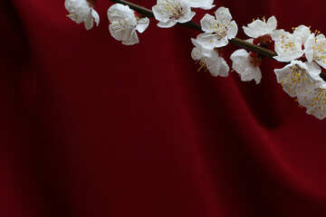 Red background with branch of blossoming apricot №29871