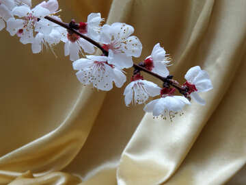 Flowering branch on background of golden fabric №29931