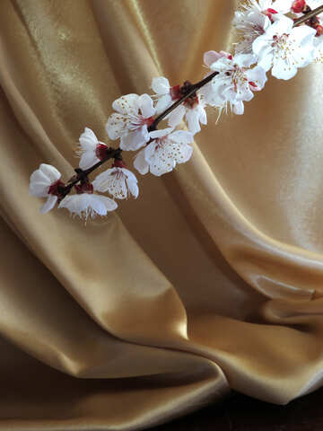 Flowering branch on gold background