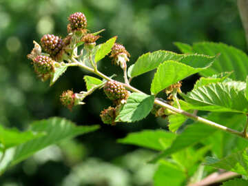 Wild blackberries №29034