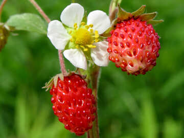 Strawberry №29447