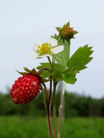 Strawberry №29466