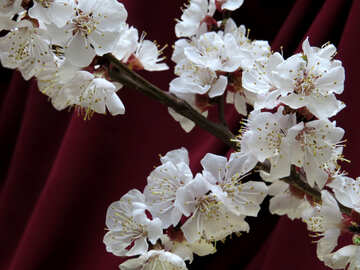Branche de floraison abricot №29915