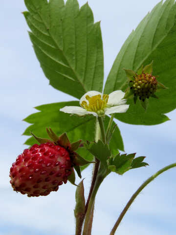 Strawberry №29461