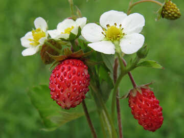 Strawberry №29486