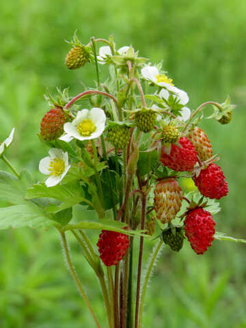 Strawberry berry №29499