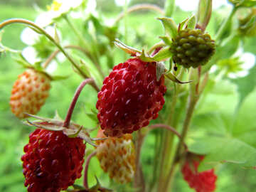 Macro strawberries №29496