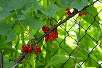 Ribes rosso №29062