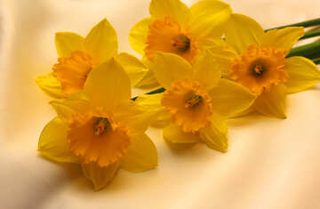 A bouquet of daffodils №29990