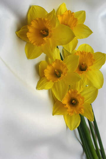 Flowers of daffodils №29988