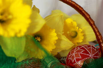 Spring daffodils №29710