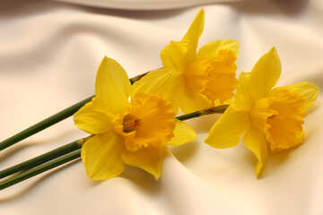 The yellow flowers are daffodils №29994