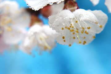 Frühling Hintergrundbilder für desktop №29885