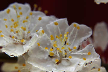 Gotas en la flor de primavera №29905