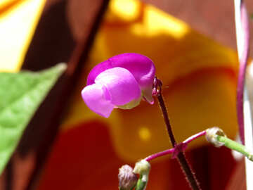 Квітка квасолі №29052