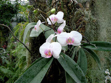 Orchidee blüht №29319