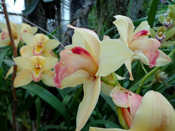 Orquídeas flores №29326
