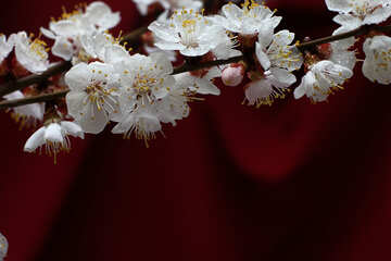 Fiore di albicocca №29869