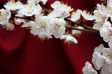 Sprig of flowering apricot