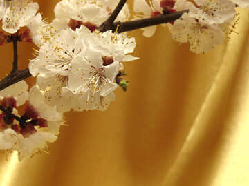 Albero in fiore di primavera