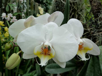 Jardín de orquídeas №29295