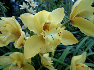 Орхідея в саду №29323