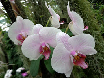 Orchids №29315