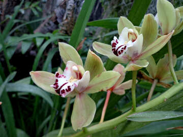 Orchideen im Garten №29324
