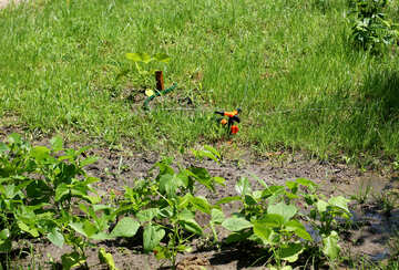 Vegetable garden on the lawn №29060