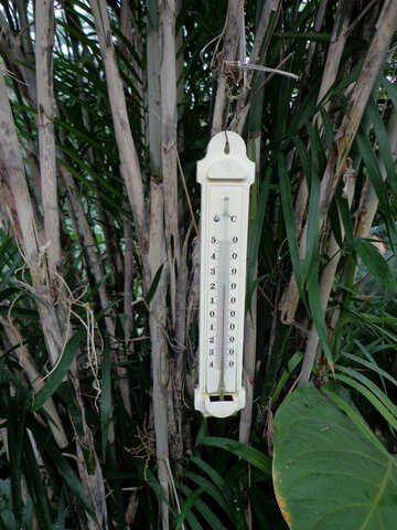 Thermometer in greenhouses №29292