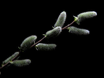 Flowers willow isolated №29596