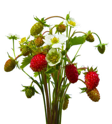 Fraises isolés №29481