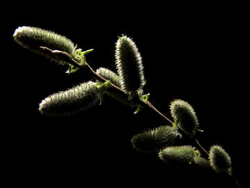 Willow branch isolated №29594