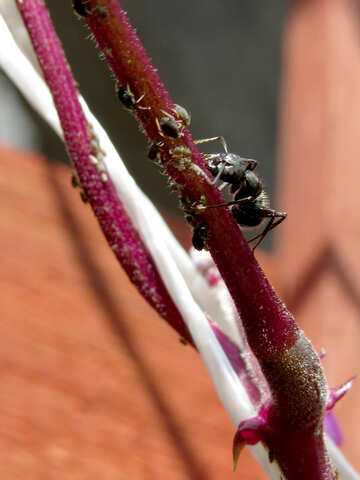 Ant tending aphids №29050