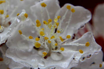 Macro drops in flower on dark background №29906