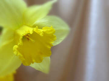 Narcissus flower №29940