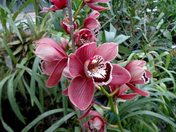 Orchidee №29302
