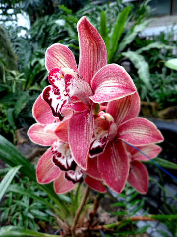 Orchidée №29306