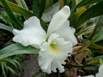 Orquídea furry №29310